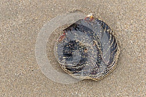 Crab Shell