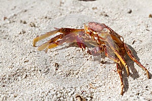 Crab shell