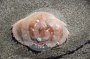 Crab shell on fine sand beach