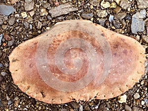 Crab shell at low tide