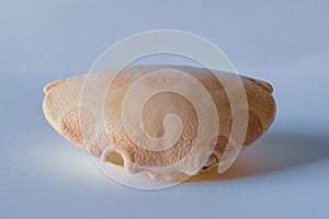 Crab Shell with Pink Spots