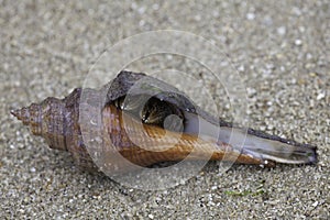 Crab in shell, showing two claws