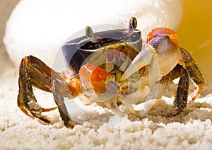 The crab with the shells