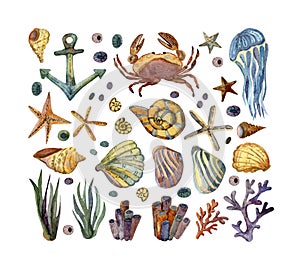 Crab, shells, seaweed, jellyfish, anchor, marine life, starfish and coral.