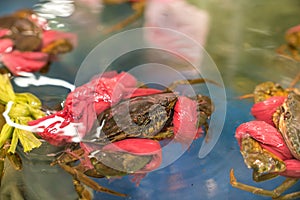 Crab in a showcase with hands tied with a red rope in supermarket