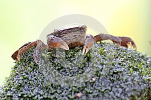 A crab shows an expression ready to attack.