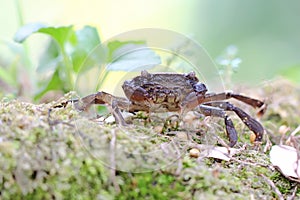 A crab shows an expression ready to attack.