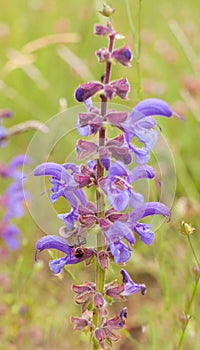 Crab Sider on a Meadow sage plant