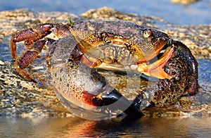 Crab sits on coastal rocks
