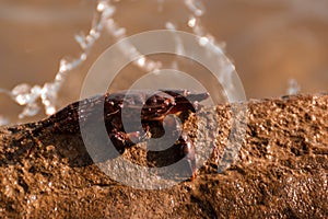 The crab sits on top of a large yellow stone by the sea. sunset orange light. closeup portrait