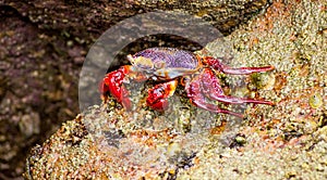 Crab sitting on a Rock