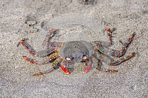 Crab sitting on the sand