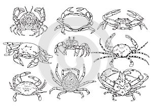 Crab sketch set. Hand drawn collection of seafood. Vector illustrations of different crabs.