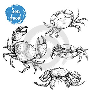 Crab sketch set. Hand drawn collection of seafood. Vector illustrations