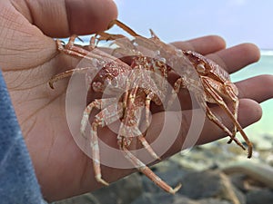 The Crab Skin