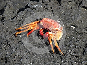 Crab