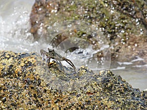 Crab in the small slop of the sea water in the rock