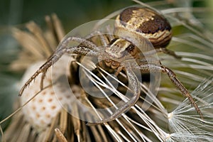 Crab spider