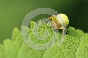 Crab spider