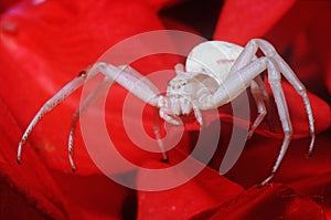 Crab spider