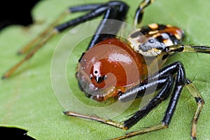 Crab spider, Camaricus maugi