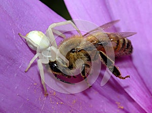 Crab Spider Catches Honeybee