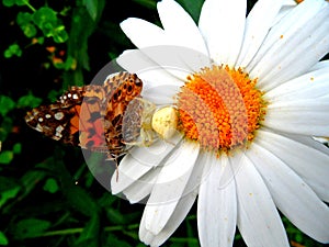 Crab Spider or Chameleon spider on a daisy with his prey