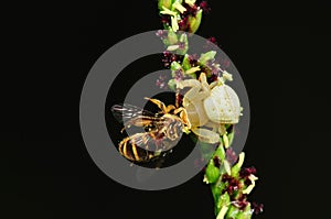 Cangrejo arana comer miel de abeja en 