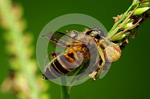 Cangrejo arana comer miel de abeja en 