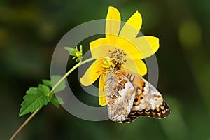 Crab spider eating butterfly in wild