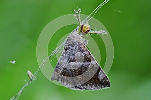 Crab spider eating a moth