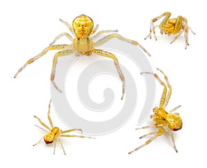 Crab spider, Ebrechtella tricuspidata