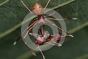 Crab spider feeding time