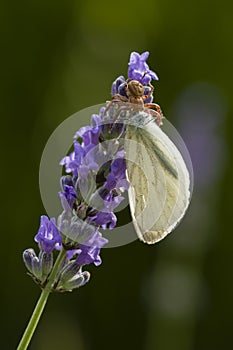 Crab spider on flower