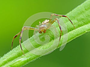 Crab Spider On Grass Blade