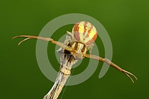Crab spider on the green backround
