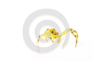 Crab spider isolated on white