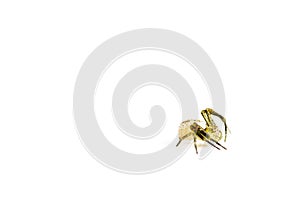 Crab spider isolated on white