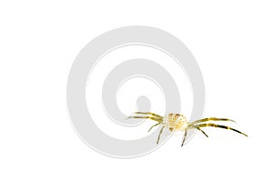 Crab spider isolated on white
