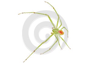 Crab spider isolated on white background, Heriaeus sp.