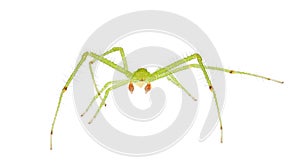 Crab spider isolated on white background, Heriaeus sp.