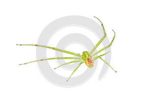 Crab spider isolated on white background, Heriaeus sp.