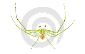 Crab spider isolated on white background, Heriaeus sp.