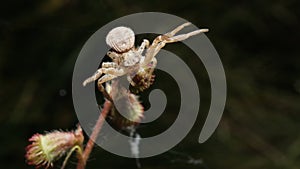 Crab Spider on its home Plant , Legs Raised , Ready to Strike