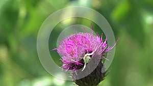 The Crab Spider /Misumena vatia/ is waiting for the victim on the Thistle flower, the moth arrives, the spider tries to