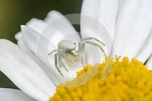 Crab Spider on Oxeye Daisy