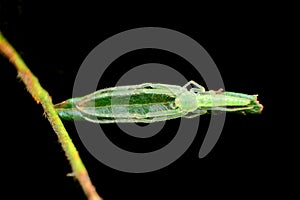 Crab spider, Oxytate sp. Resting, Amba, Kolhapur, India