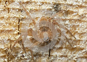 Crab spider, Philodromus fuscomarginatus on pine  wood