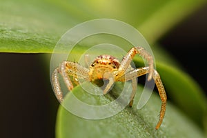 Crab spider plant