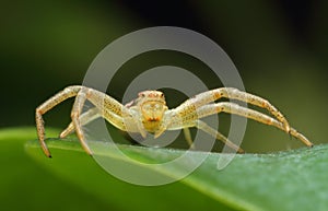 Crab spider plant